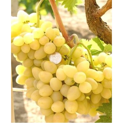 Виноград "Аркадия": отзывы и описание сорта