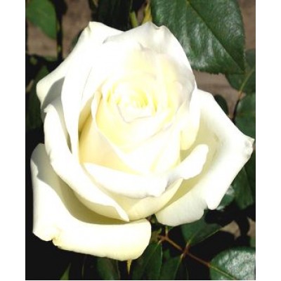 Роза "Анастасия": отзывы и описание сорта