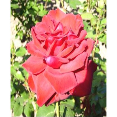 Роза "Бургунд": отзывы и описание сорта